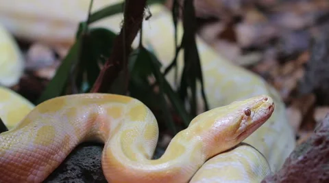 Golden Thai Python (Python bivittatus) snake Stock Footage 46477122