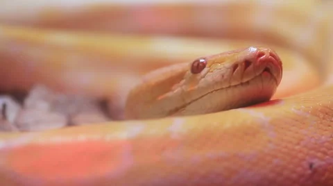Golden Thai Python (Python bivittatus) snake Stock Footage 46477827