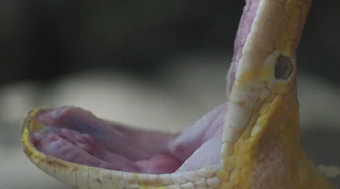 Python Opens Mouth Stock Video Footage | Royalty Free Python Opens ...