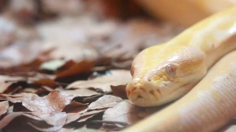 Golden Thai Python (Python bivittatus) snake Stock Footage 68584228