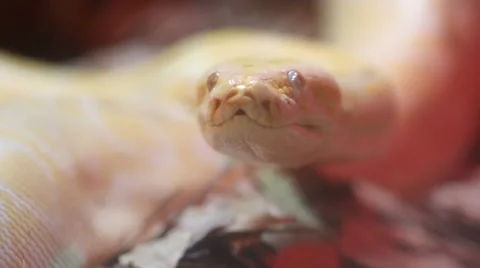 Golden Thai Python (Python bivittatus) snake Stock Footage 68584309