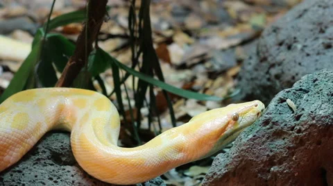 Golden Thai Python (Python bivittatus) snake Stock Footage 68584460