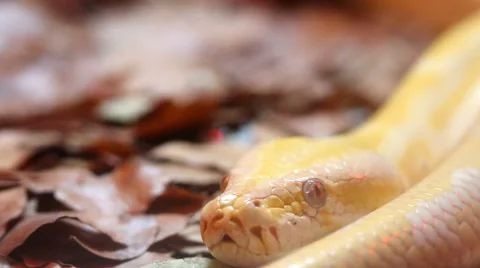 Golden Thai Python (Python bivittatus) snake Stock Footage 68594559