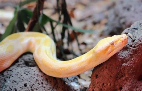 Golden Thai Python (Python bivittatus) snake 스톡 사진