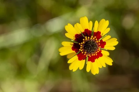 Golden Tickseed Foto stock