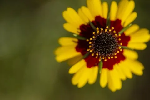 Golden tickseed Foto stock