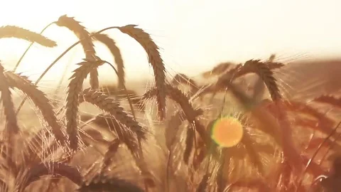 Golden Time Wheat Fields Stock Footage