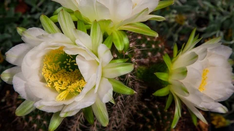 Golden Torch Cactus Bloom Timelapse Stock Footage 109568608