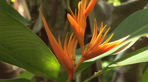 A Golden Torch Flower Stock Footage 32202063