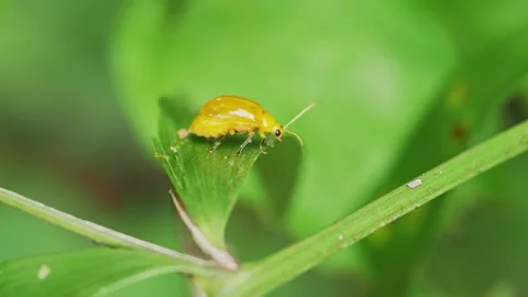 Golden Tortoise Beetle (Aspidomorpha sp.) on Green Leaf Macro, 스톡 동영상 334100072