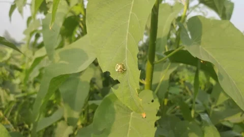 Golden Tortoise Beetle on Leaf Stock Footage 293211494
