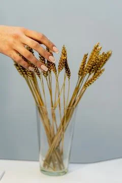 Golden Touch Foto stock