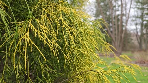 Golden Treadleaf False Cypress Tree Needles or Leaves in the Breeze 60fps Stock Footage 306263896