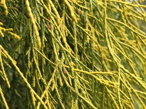 Golden Treadleaf False Cypress Tree Close Up 1 Stock Photos