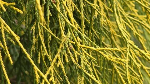 Golden Treadleaf False Cypress Tree Close Up 2 Stock Photos