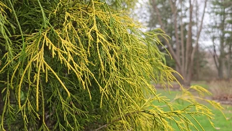 Golden Treadleaf Falsecypress Tree Blowing in the Breeze 30fps Stock Footage 306263888