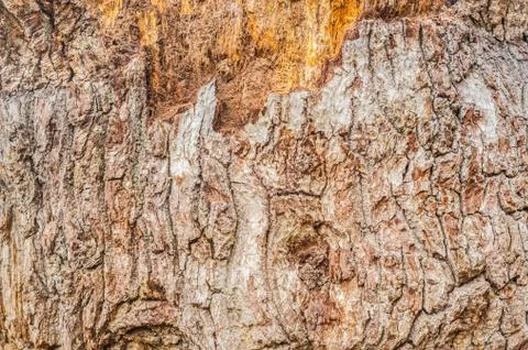 Golden tree bark Stock Photos
