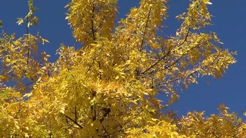 Golden tree branches on blue sky Stock Footage 337968738