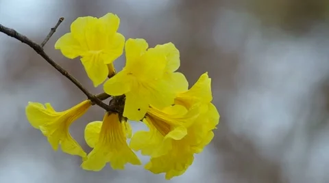 Golden Tree flowers shaking 스톡 동영상 48348251