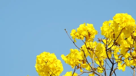 Golden tree flowers under the sky Stock Footage 48346685