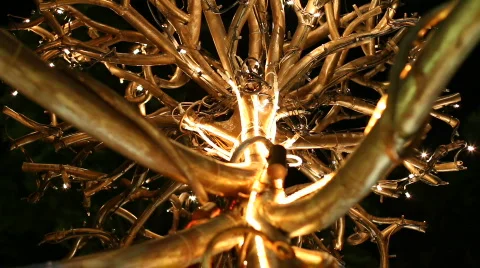 Golden Tree Stock-Footage 582413