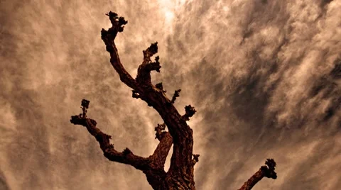 Golden tree Stock Footage 7910362