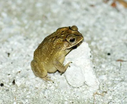 Golden tree frog Stock Photos
