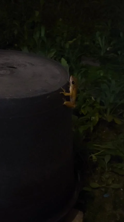 Golden Tree Frog, Vertical Night View Stock Footage 306657511