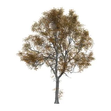 Golden Tree Illustrazione stock