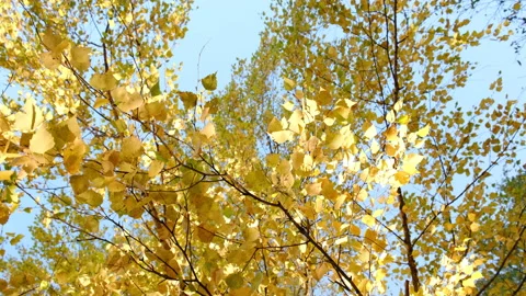 Golden tree leaves on background blue sky at calm sunny day Stock Footage 163738792