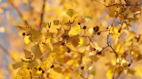 Golden tree leaves on background blue sky at calm morning sunny time Stock Footage 292262868