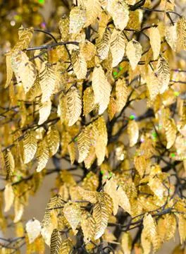Golden tree Stock Photos