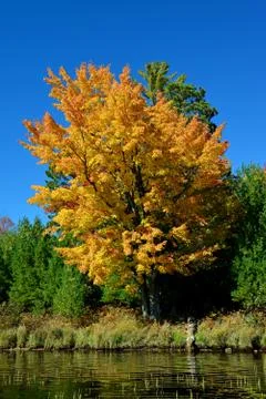 Golden Tree Stock Photos