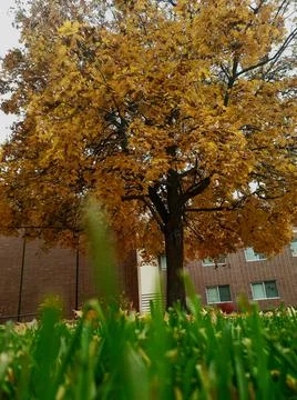 Golden Tree Stock Photos