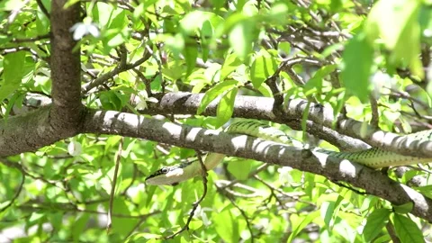 Golden tree snake shook its head on the tree. Stock Footage 165280504