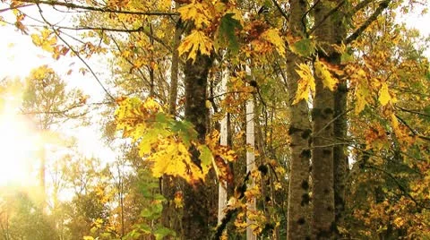 Golden trees. Crane shot.  Stock Footage 8917599