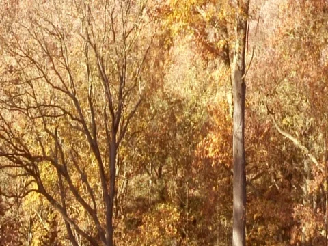 Golden Trees Nature Stock Footage 490049