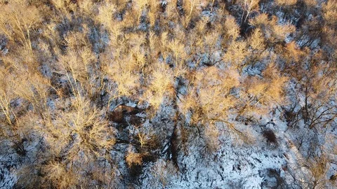 Golden trees over snow Stock Footage 124226278