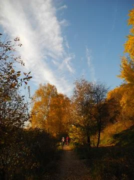 Golden trees Foto stock