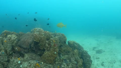 Golden trevally Stock Footage 282524736