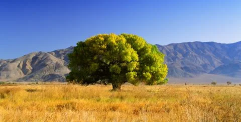 Golden Valor Stock Photos