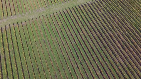 Golden vineyard patterns in Central Otago wine country. Stock Footage 338373714