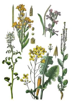 Golden violet Erysimum cheiri top left Garden levkoje Matthiola incana top Stock Illustration