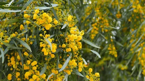 Golden Wattle Blossoms in the Spring Stock Footage 87292209