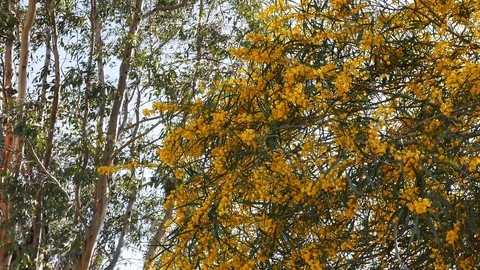 Golden Wattle Blossoms in the Spring Stock Footage 87490741