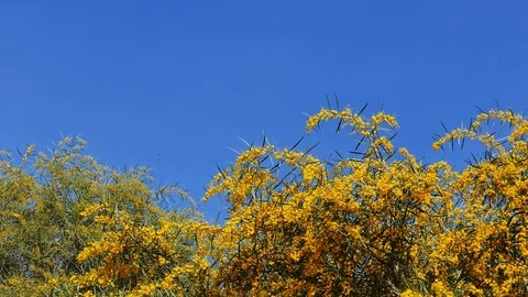 Golden Wattle Blossoms in the Spring Stock Footage 87494714