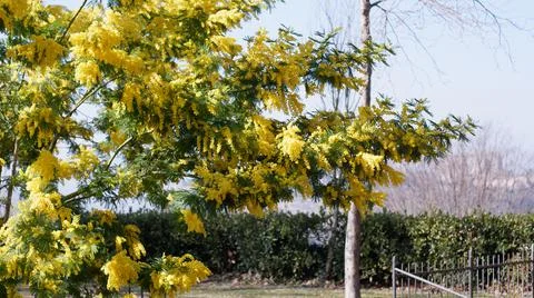 Golden Wattle, mimosa Stock Photos