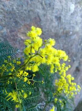 Golden Wattle Stock Photos