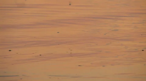 Golden waves background and three leaping fishes Stock Footage 26101078