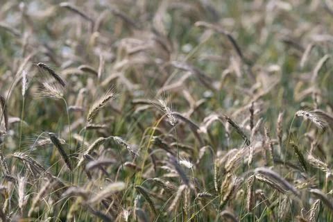 Golden waves of grain dance gently in the European sunlight creating a tran.. Stock Photos
